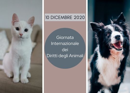 diritti animali.jpg